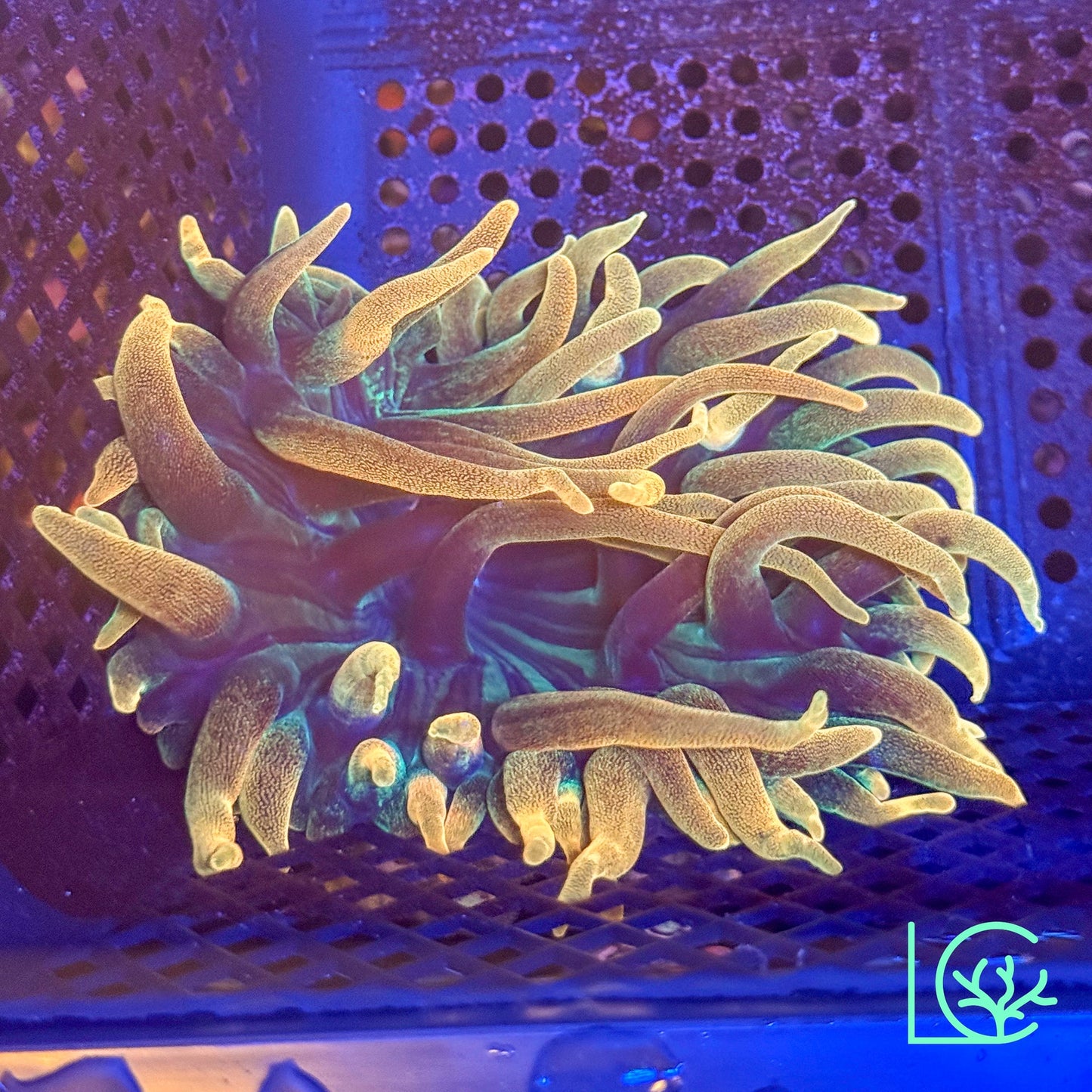 Colorado Sunburst Anemone WYSIWYG