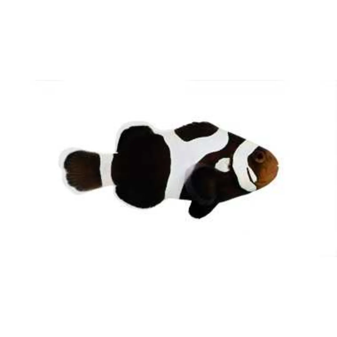 Black Gladiator Clownfish