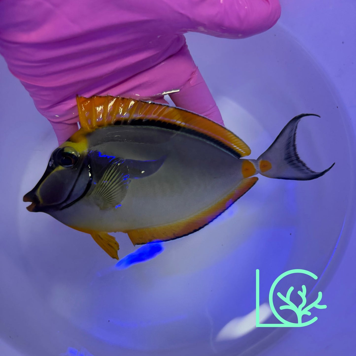 Blonde Naso Tang