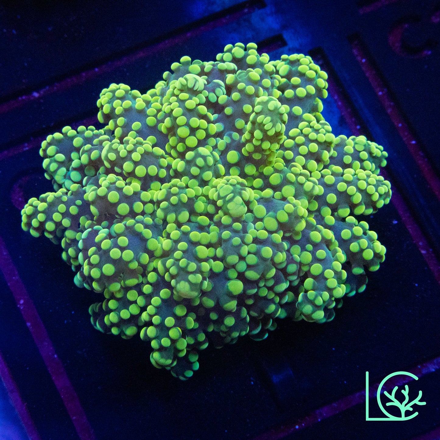 Yellow Toxic Octospawn WYSIWYG