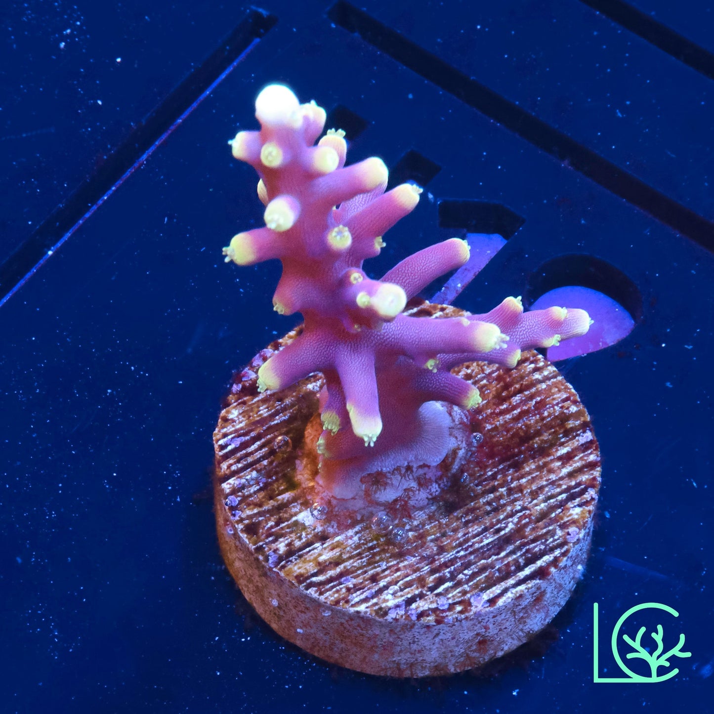 Little Red Ferrari Anacropora WYSIWYG