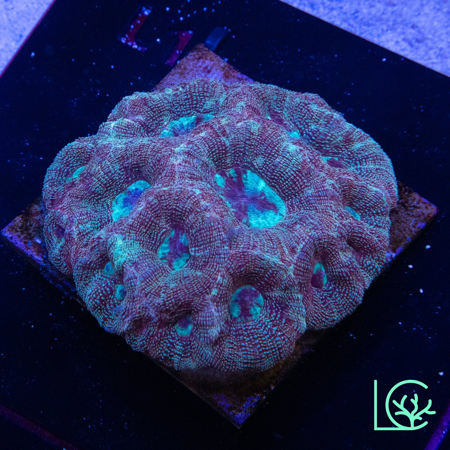 Bowerbanki Colony WYSIWYG