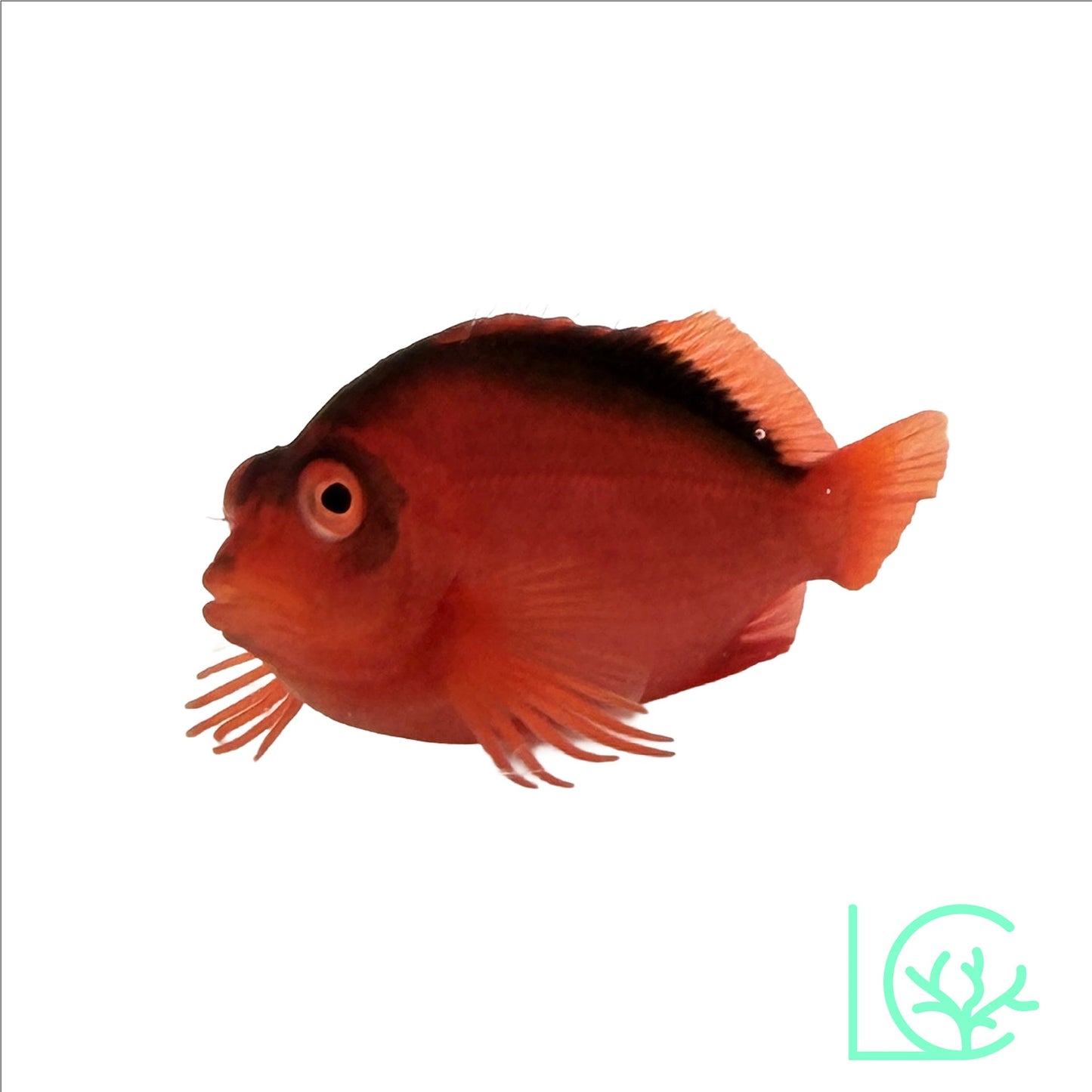 Flame Hawkfish