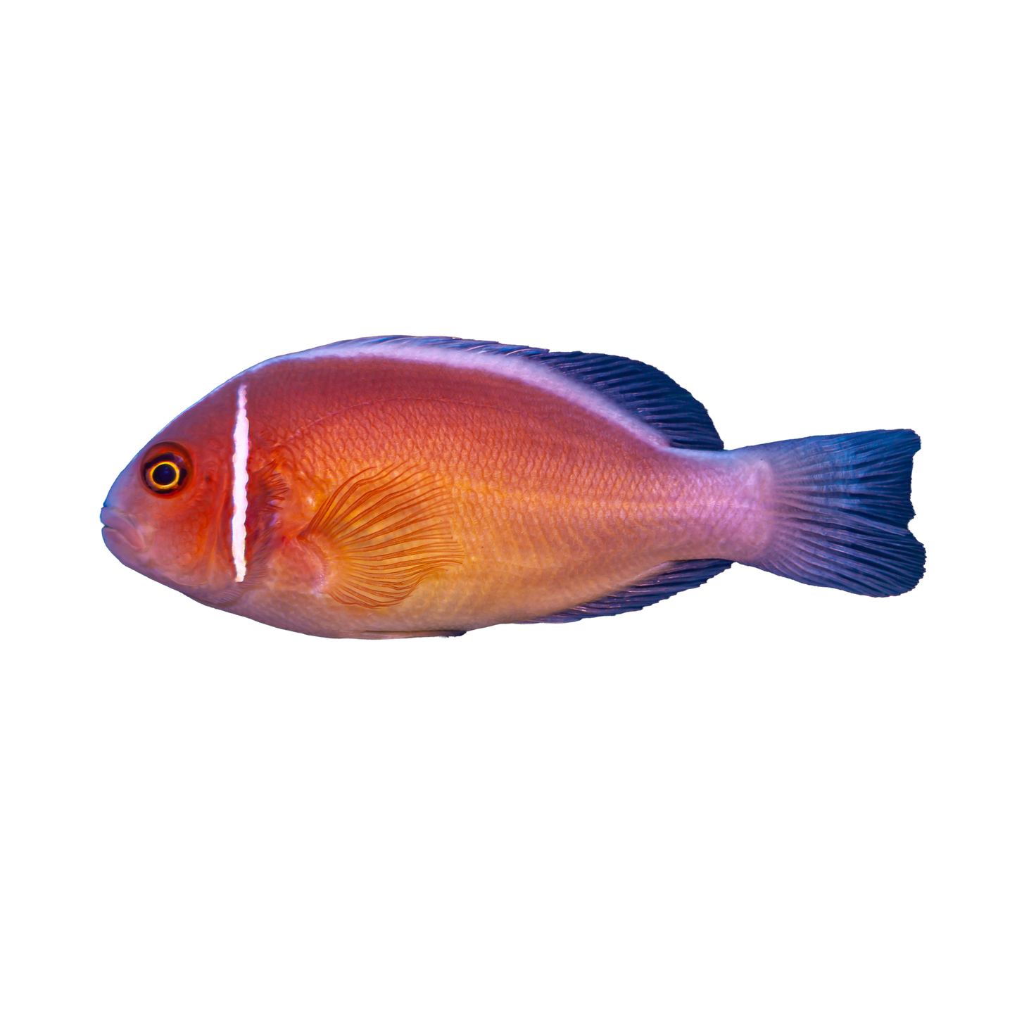 Pink Skunk Clownfish
