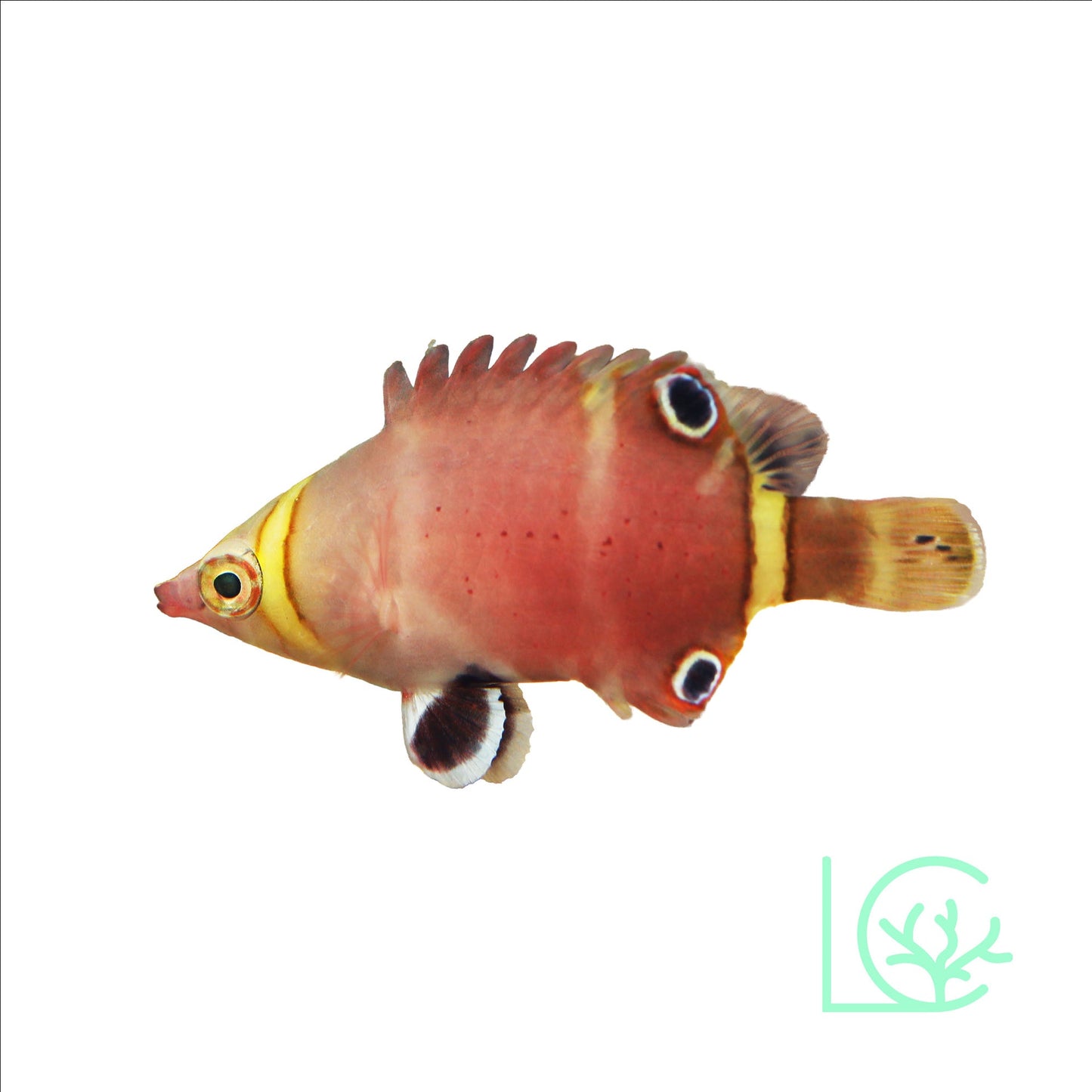 Yellow Banded Possum Wrasse