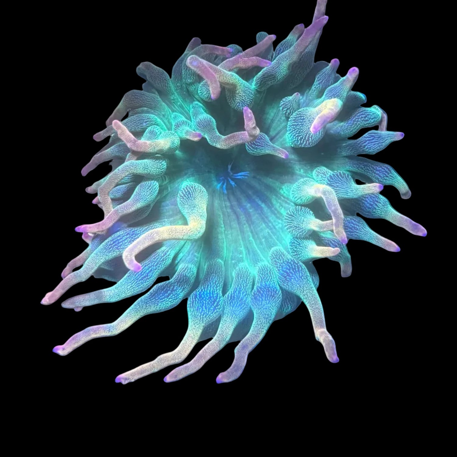 Anemones