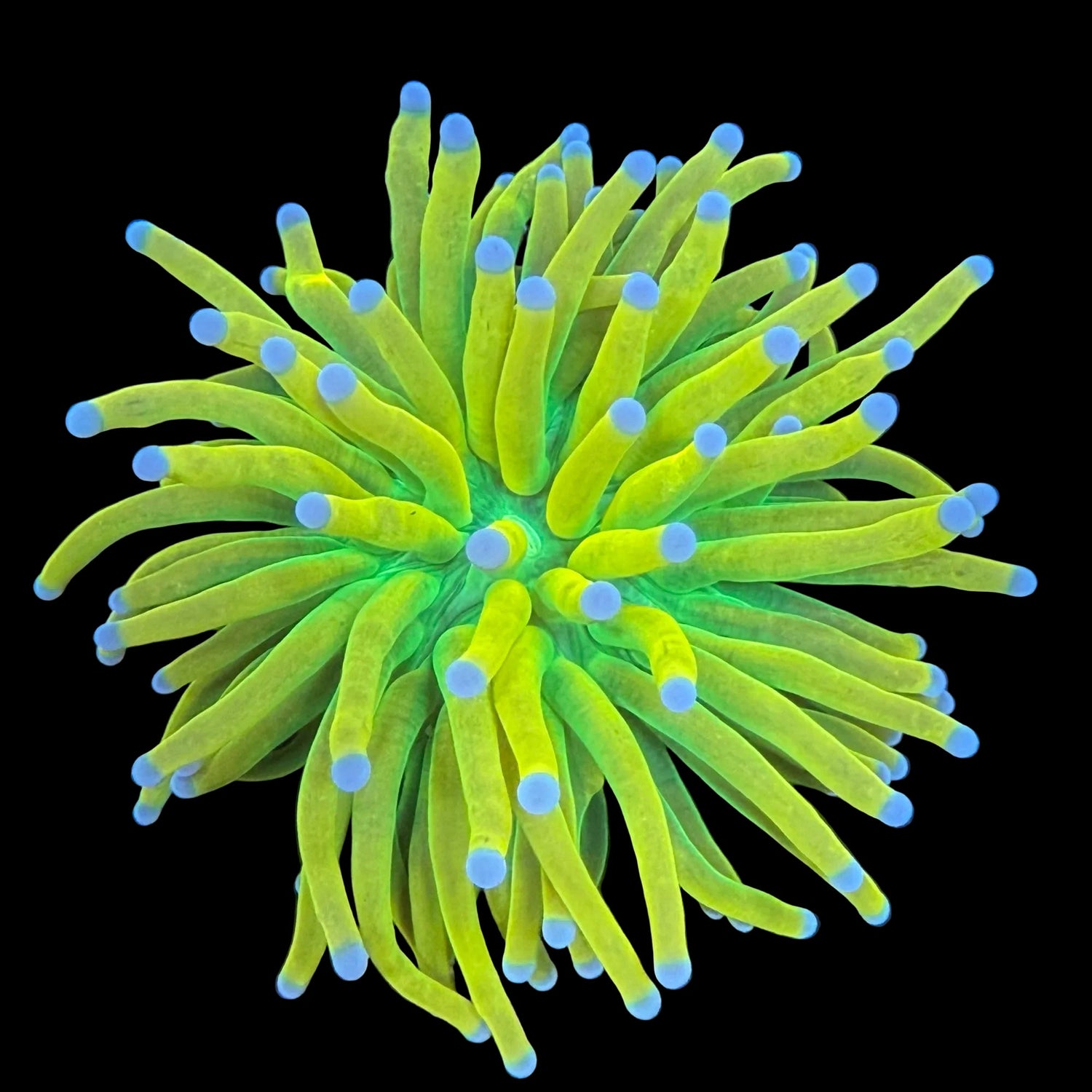 LPS Coral