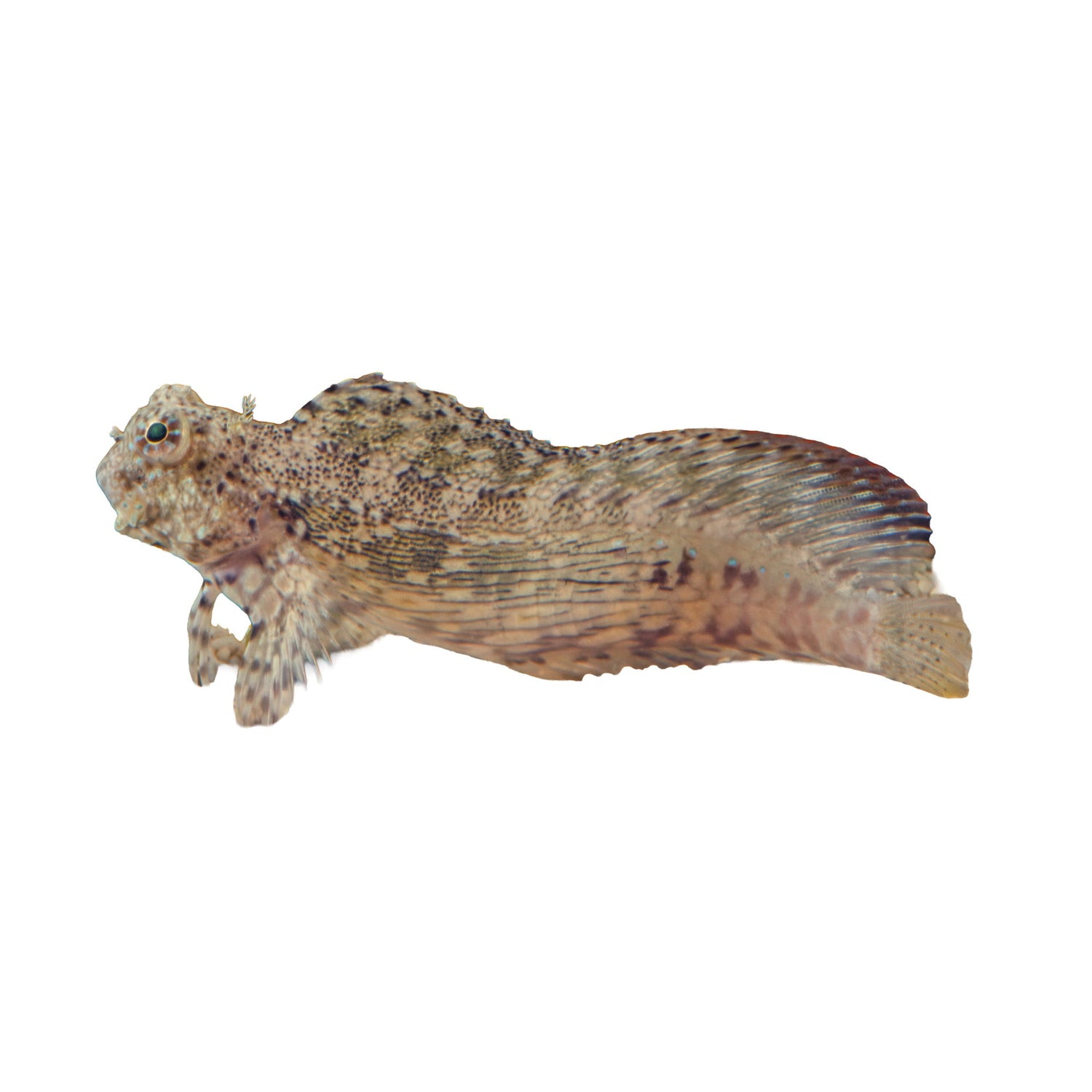 Blennies