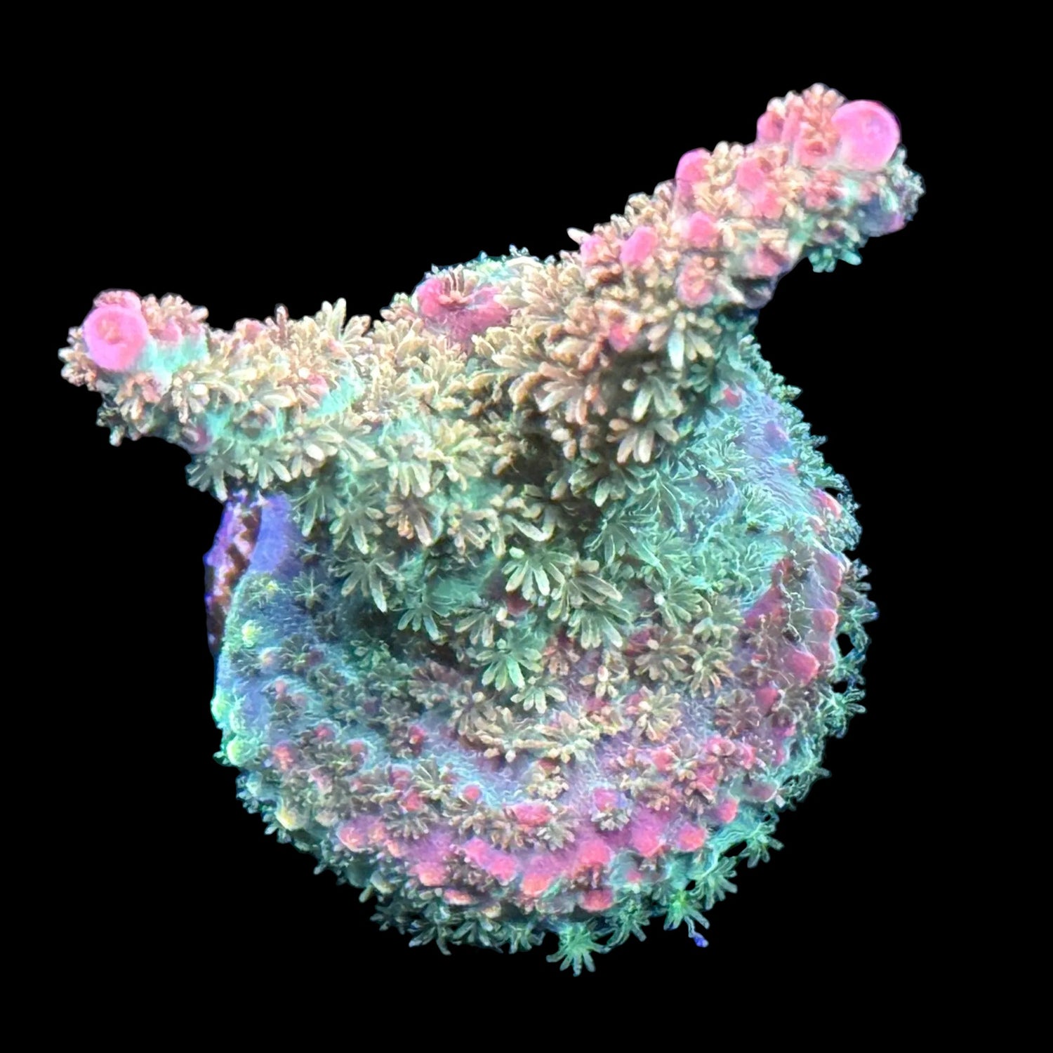 SPS Coral