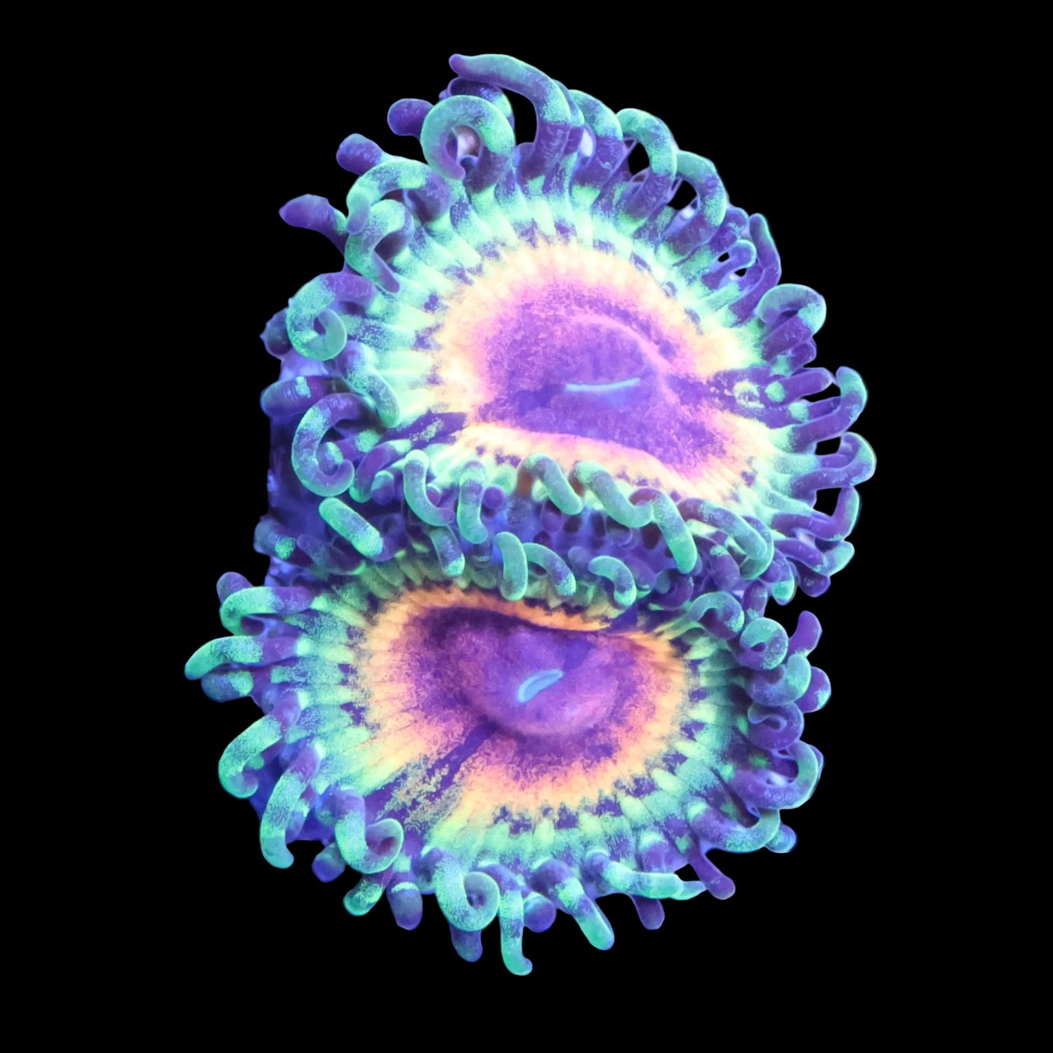 Soft Coral
