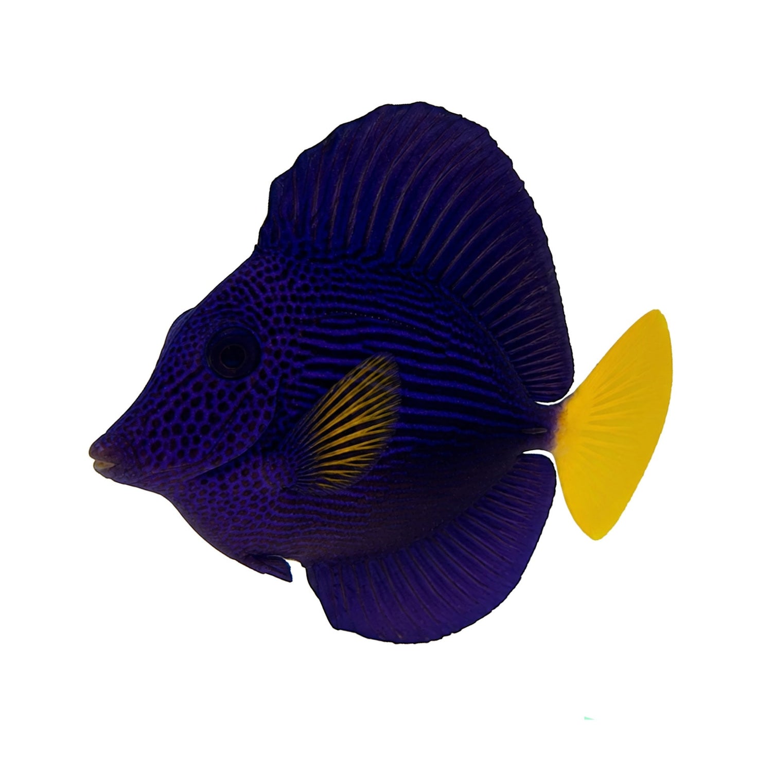 Tangs