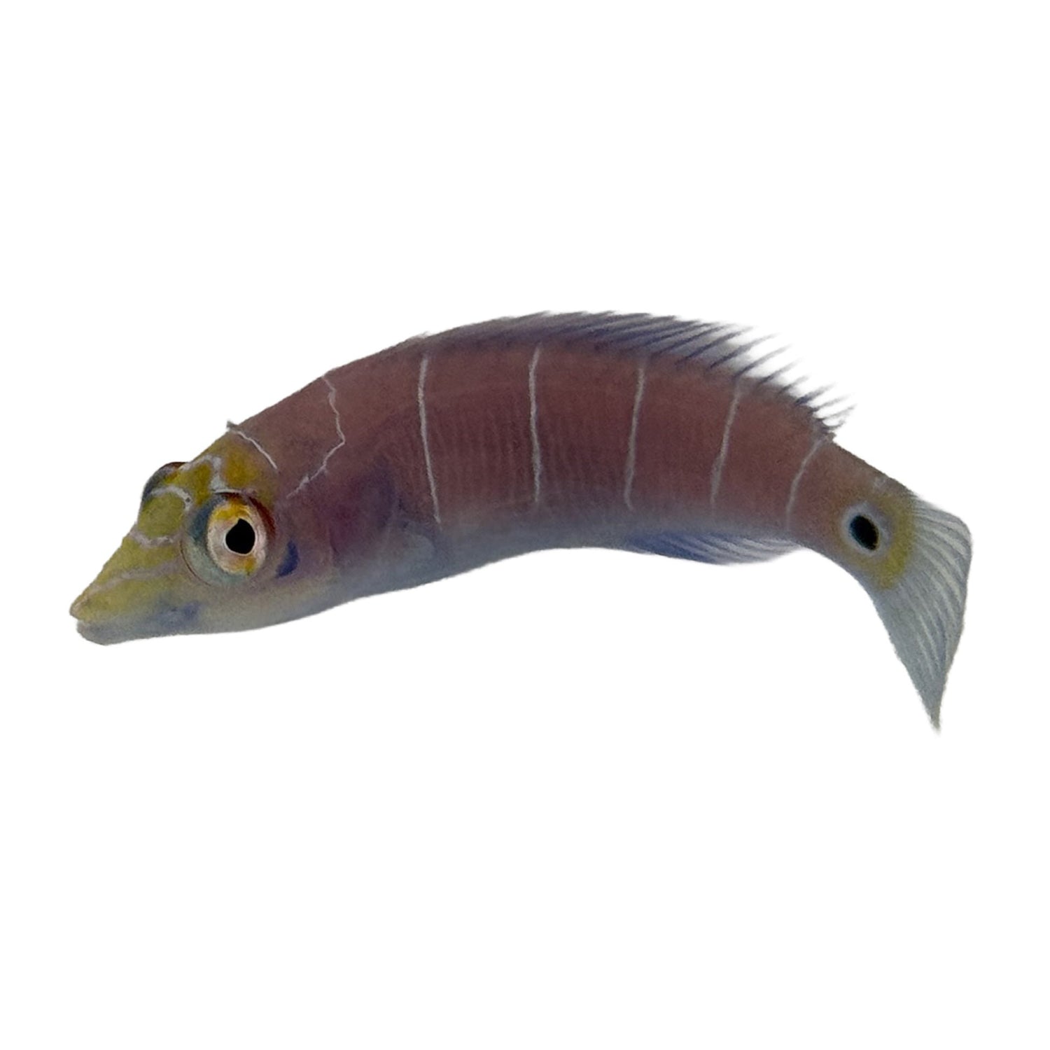 Wrasses