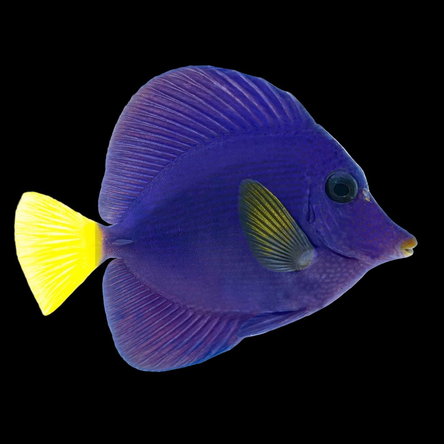Saltwater Fish