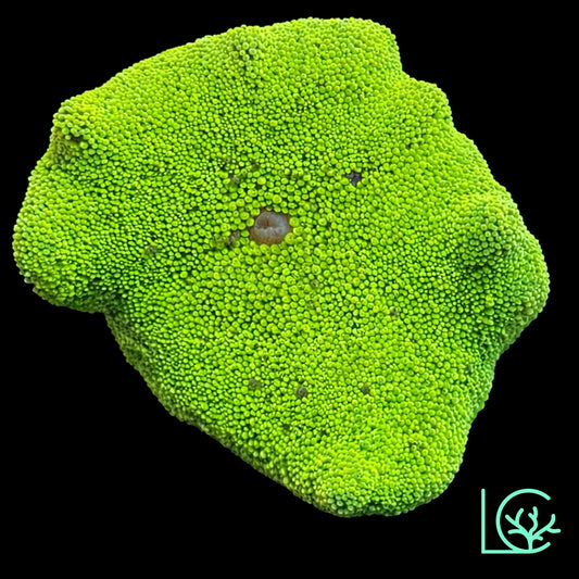 Neon Green Carpet Anemone WYSIWYG
