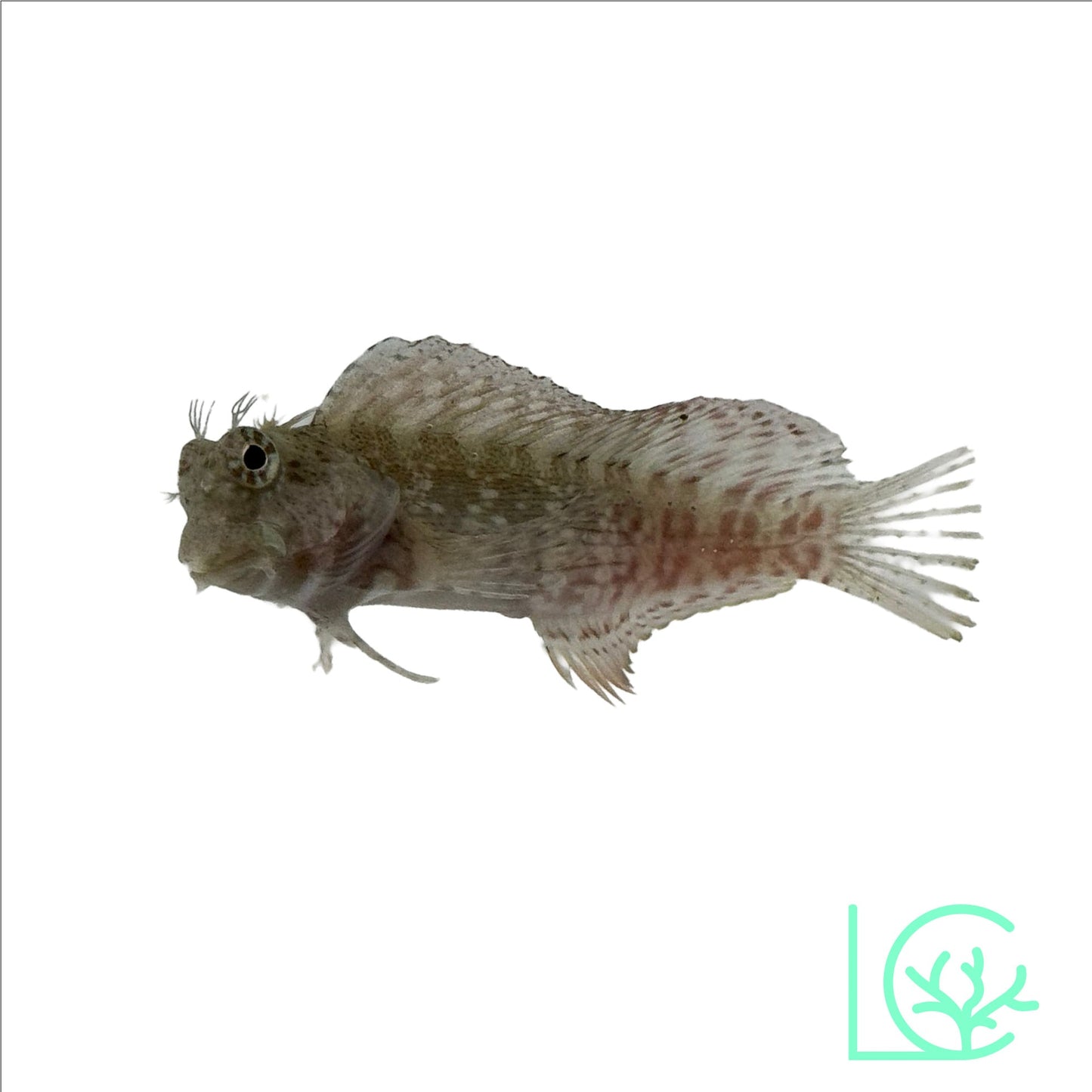 Lawnmower Sailfin Algae Blenny