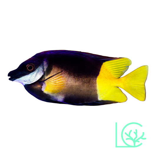 Bicolor Foxface