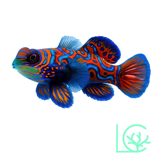 Biota Captive Bred Blue Mandarin
