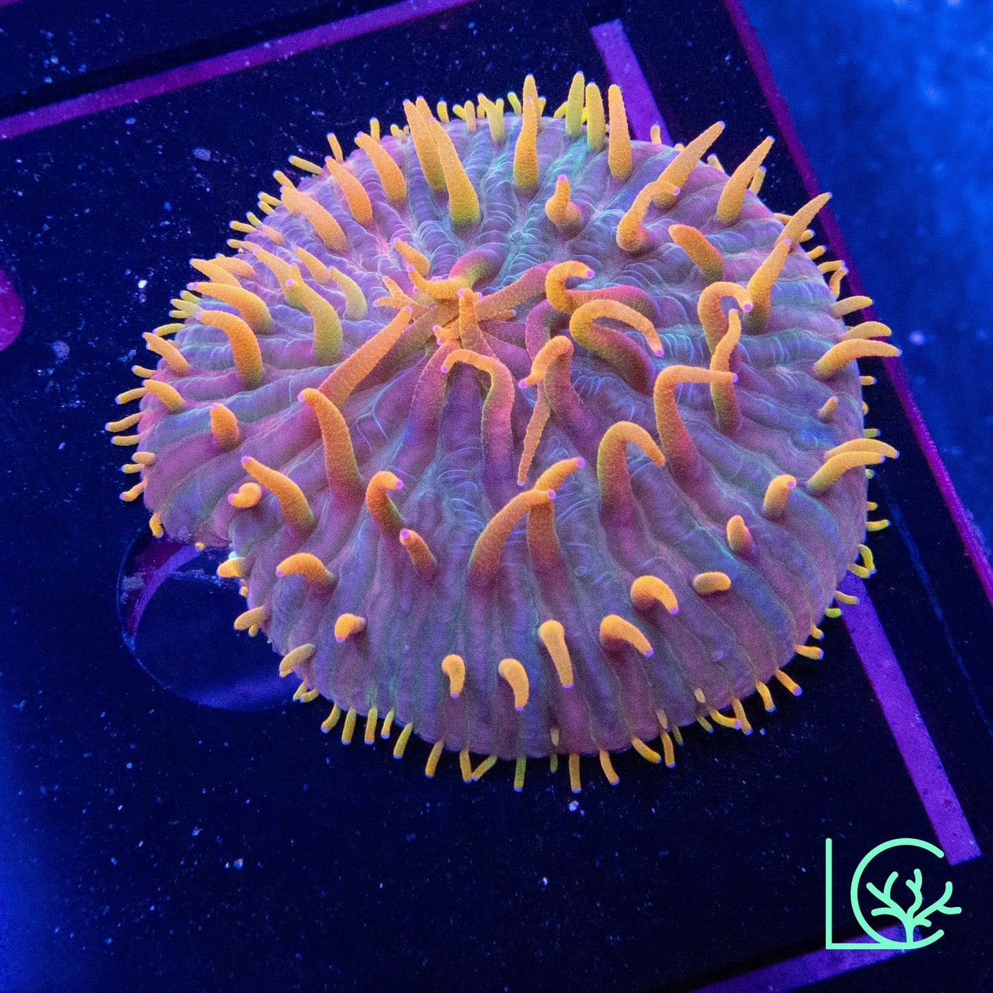 LC Rainbow Orange Flame Tip Plate WYSIWYG