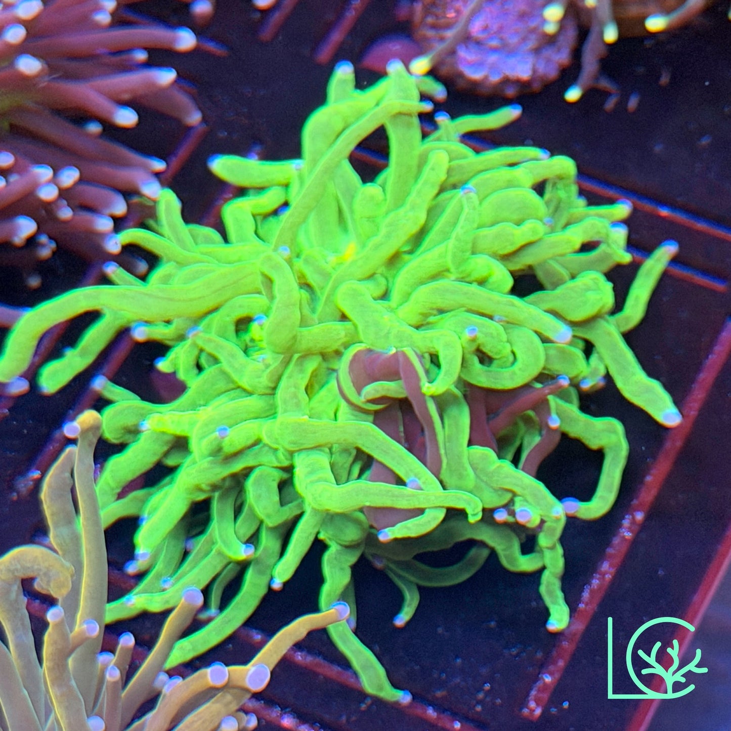 Grafted Torch WYSIWYG
