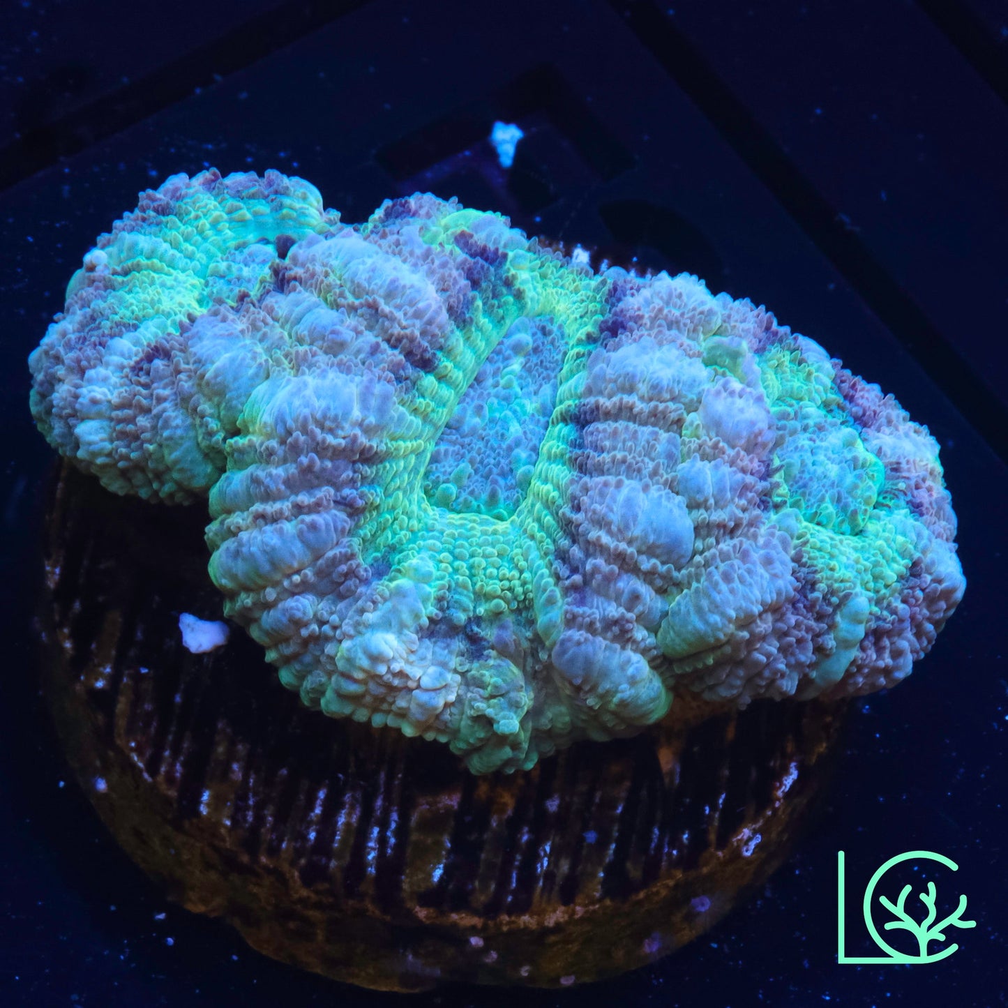Pastel Micromussa WYSIWYG