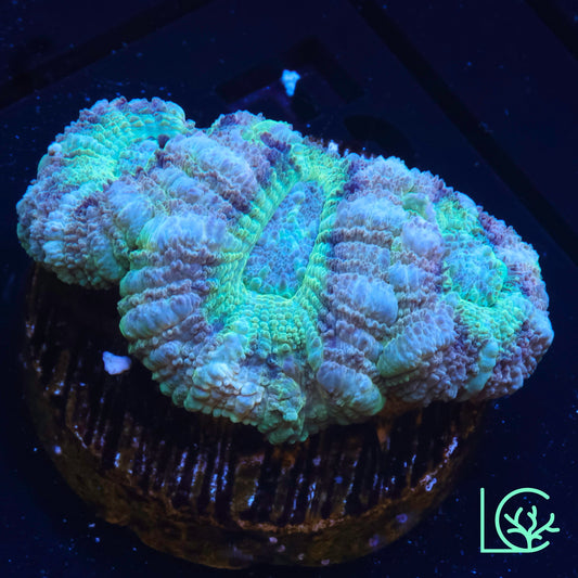 Pastel Micromussa WYSIWYG