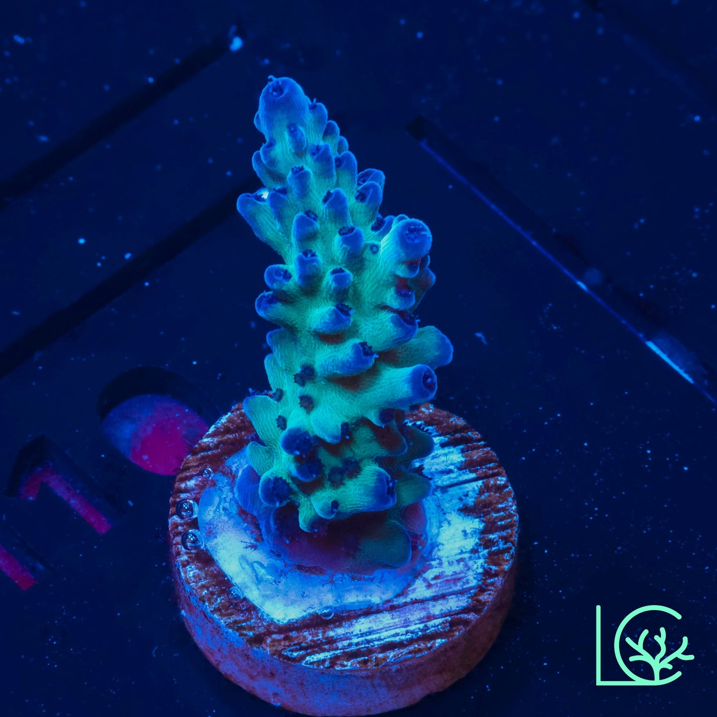ORA Pearlberry Acropora WYSIWYG