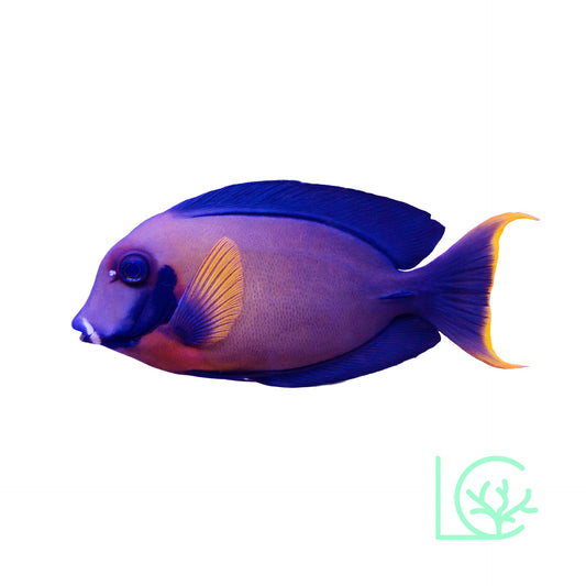 Chocolate Tang