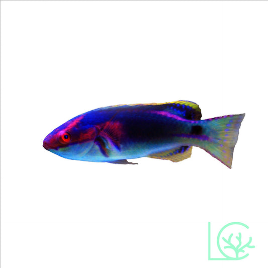Exquisite Wrasse Male - Large WYSIWYG