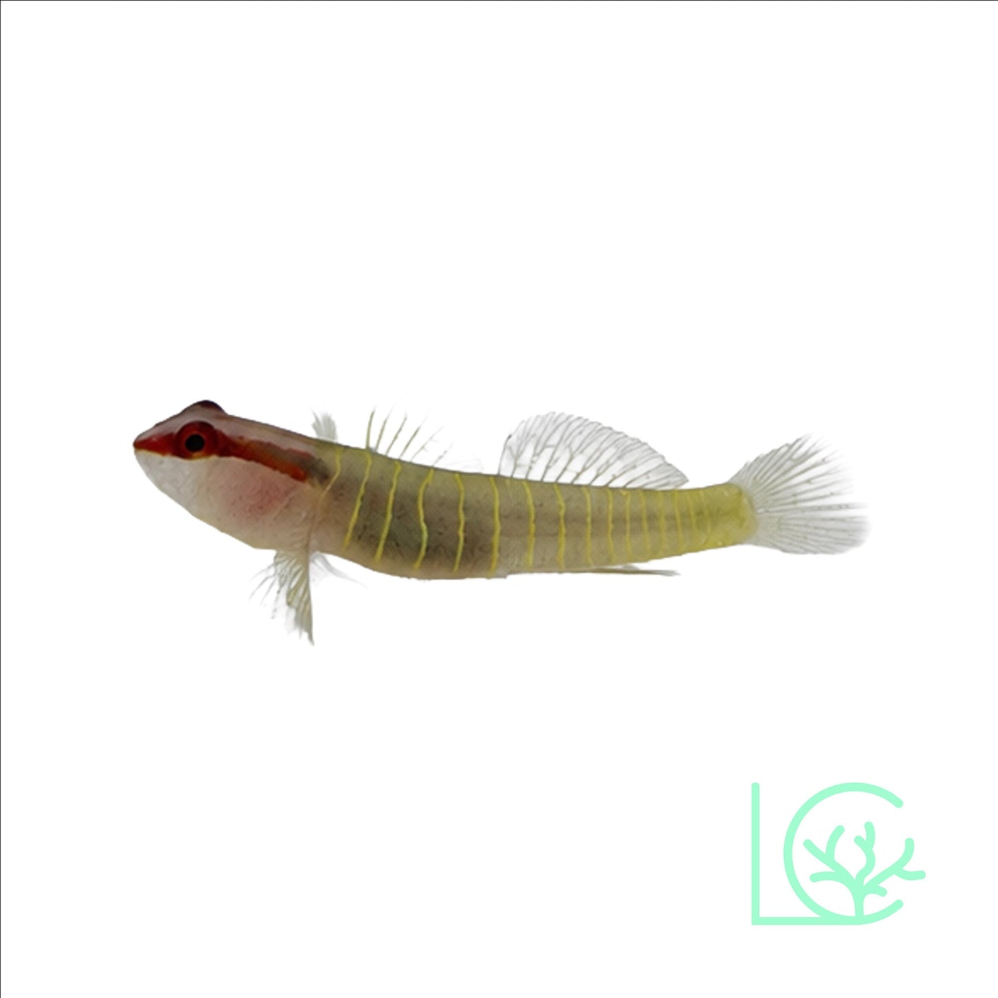 Green Banded Goby