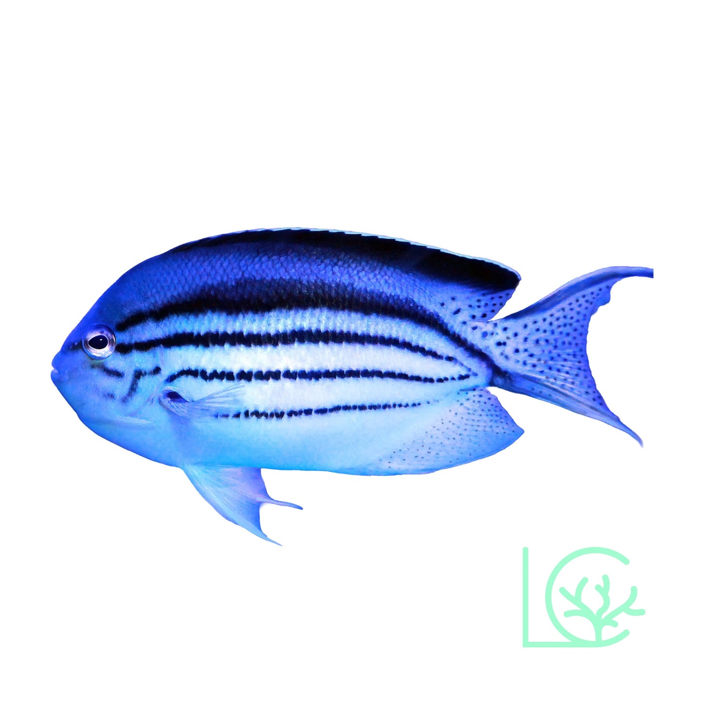 Lamarck Angelfish