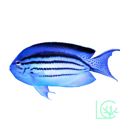 Lamarck Angelfish