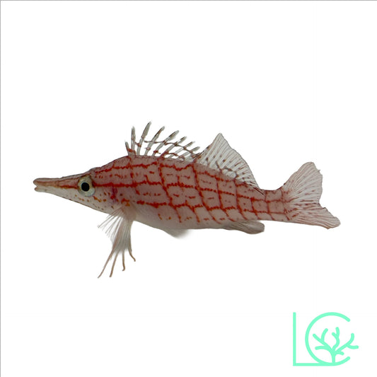 Longnose Hawkfish