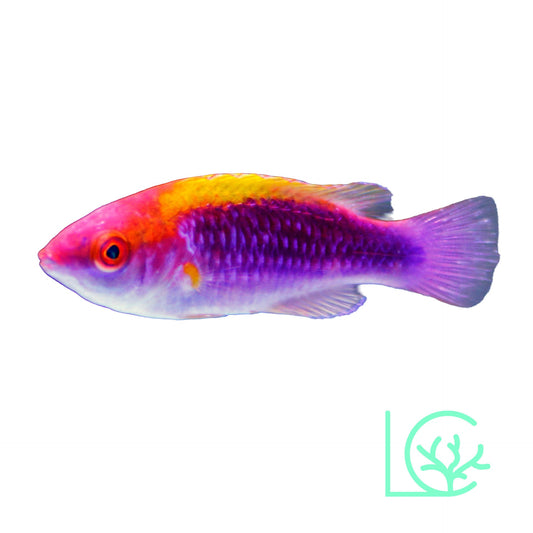 Multicolor Lubbock's Fairy Wrasse