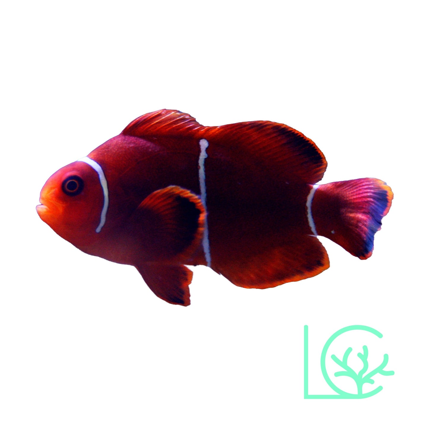 Maroon Clownfish
