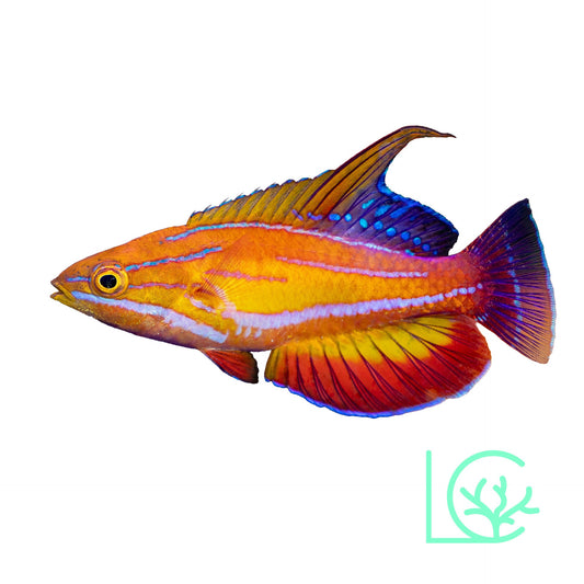 McCosker's of Maldives Wrasse