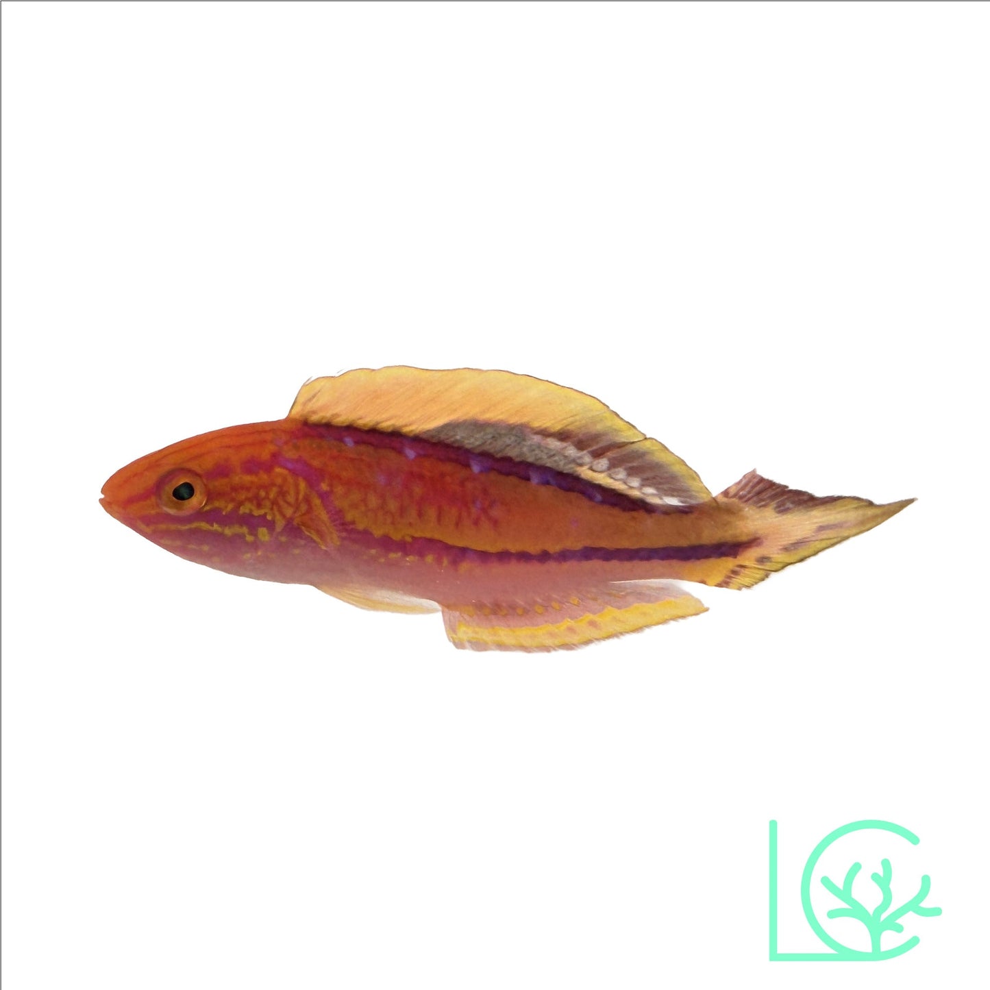 Splendid Pintail Fairy Wrasse