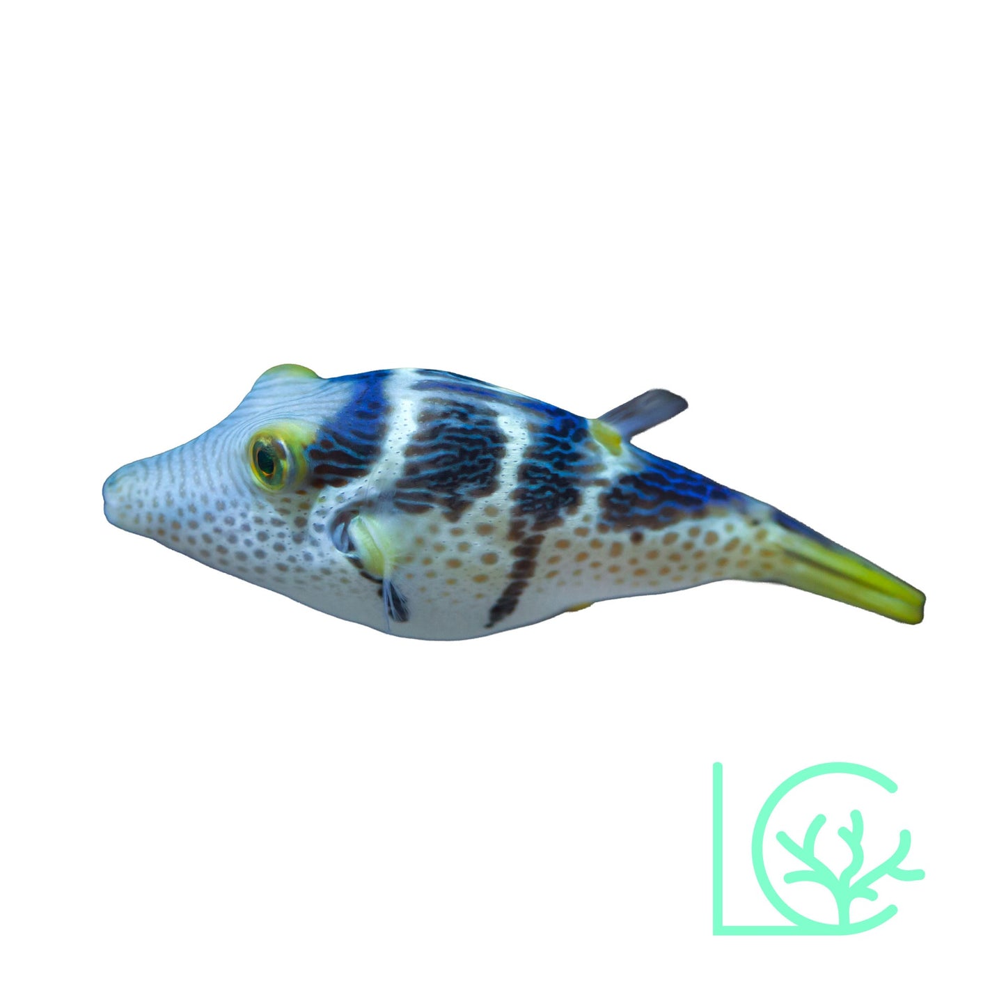 Valentini Puffer