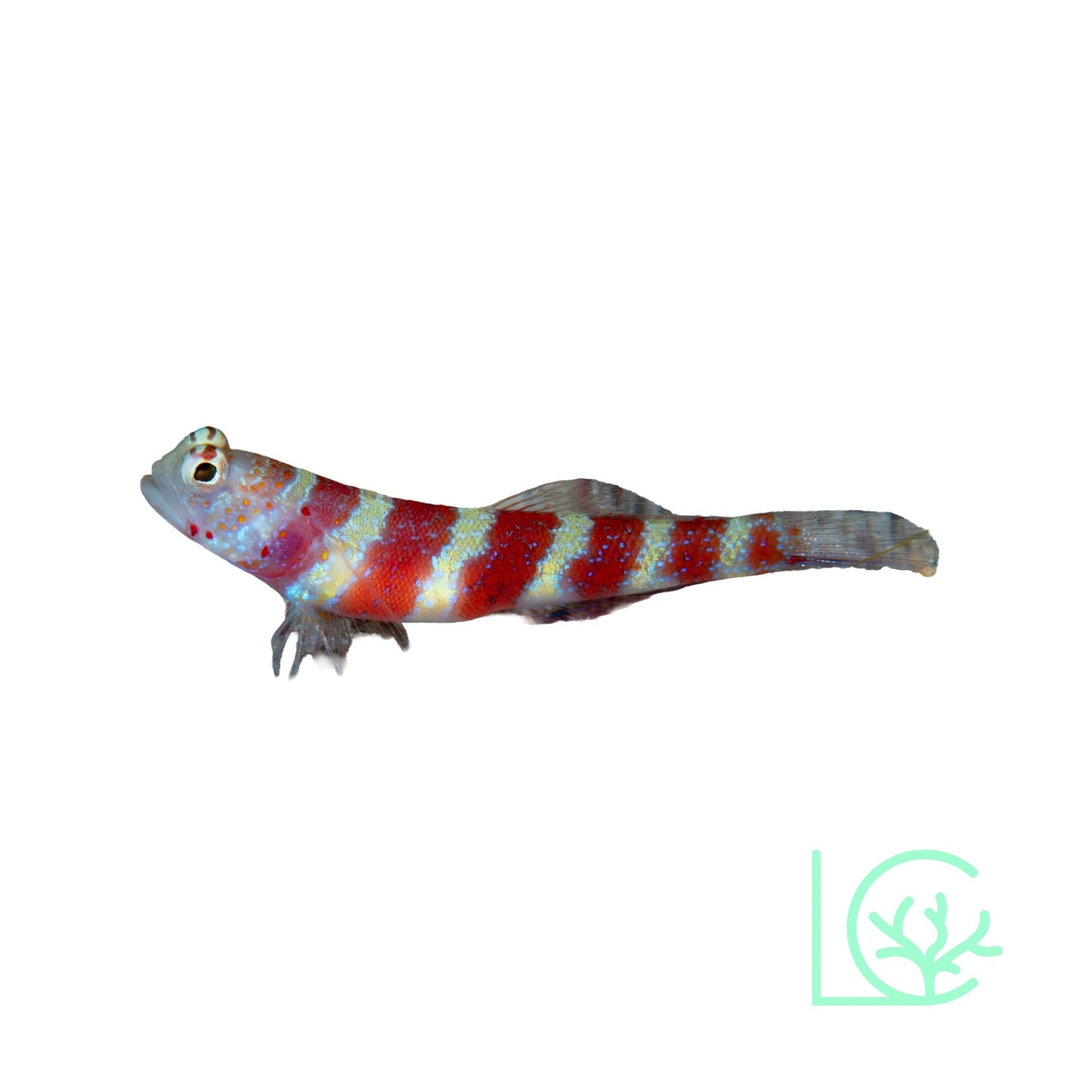 Wheeler’s Shrimp Goby