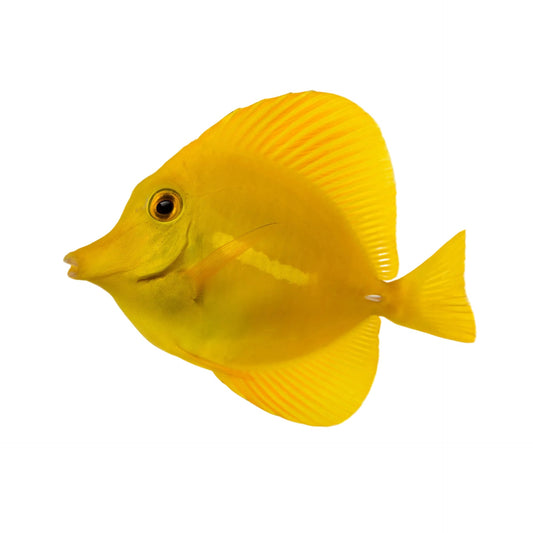 Biota Yellow Tang